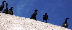 Phalacrocorax neglectus