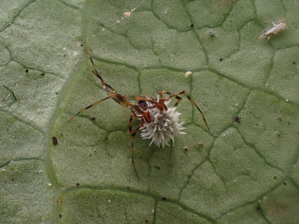 Gibellula sp. 'CA02'