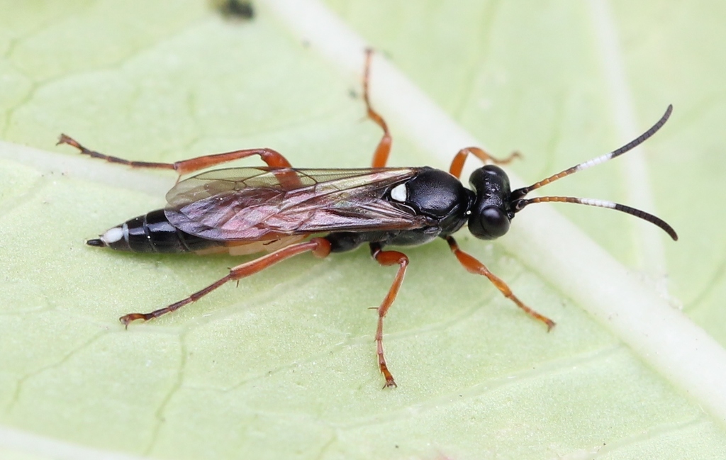 Chasmias motatorius