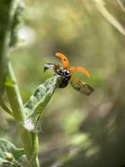Seven-spotted Lady Beetle