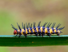 Acraea zetes