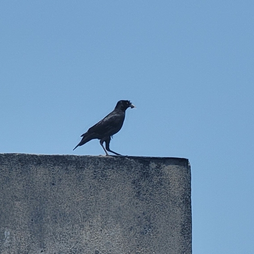 Crested Myna