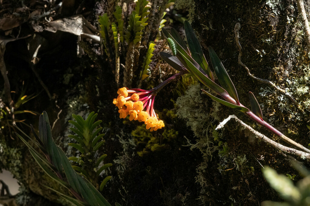Epidendrum hemiscleria