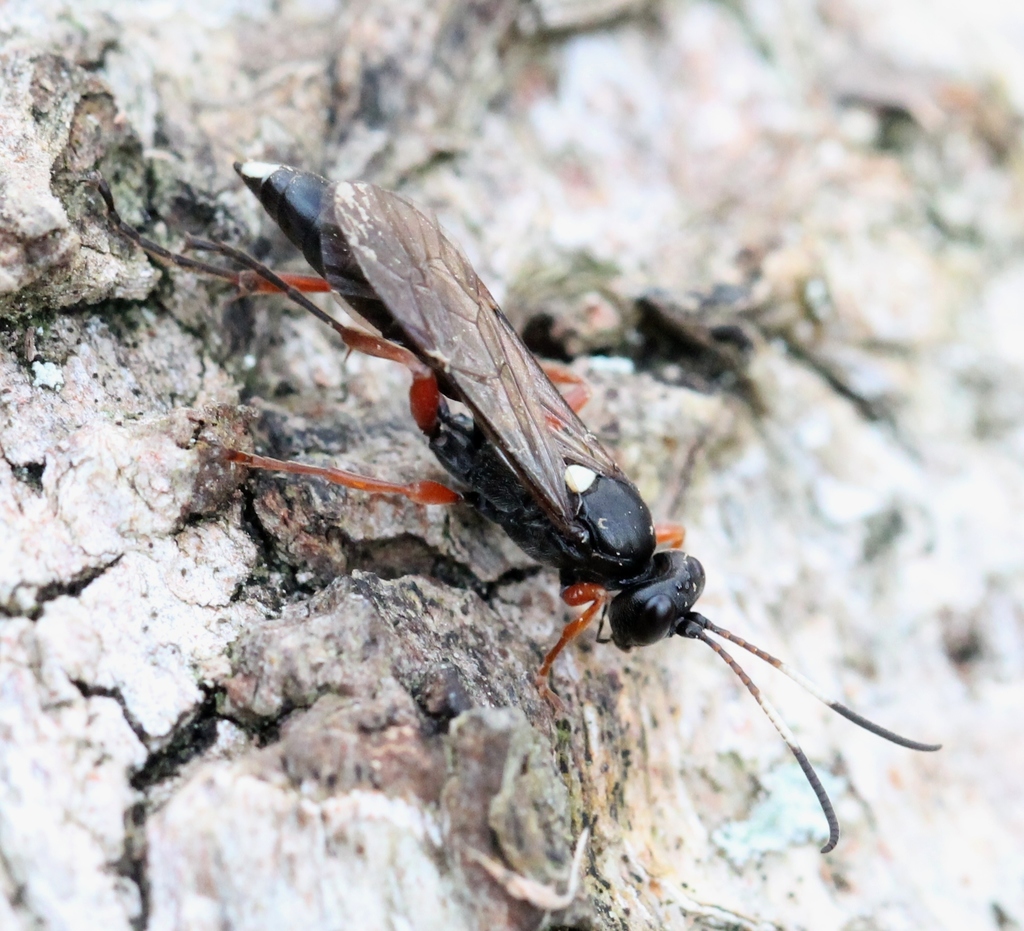 Chasmias paludator