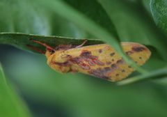 Symphlebia