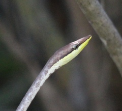Oxybelis potosiensis