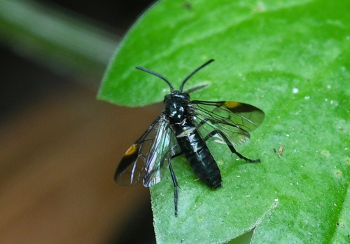 Arge vittata · iNaturalist