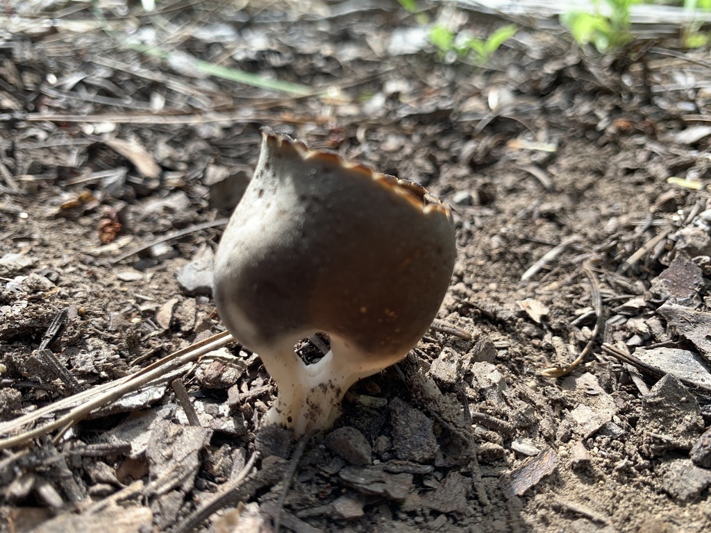 Dissingia sp. 'PNW03'