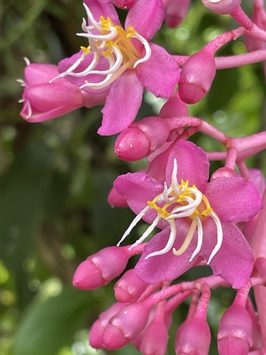 Medinilla magnifica