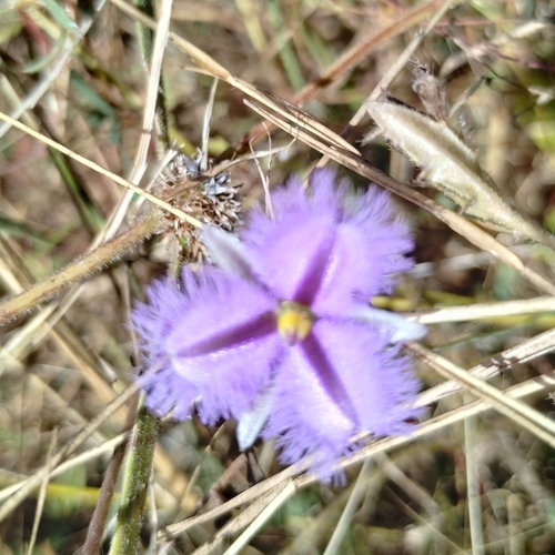 Image of Thysanotus chinensis by (c) Karl Tattersall, some rights reserved (CC BY-SA)