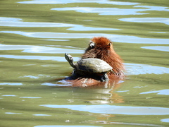 Pond Slider