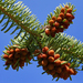 Trojan Fir - Photo (c) James Gaither, some rights reserved (CC BY-NC-ND)