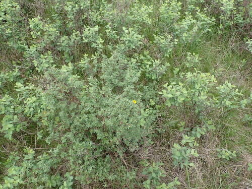 Dasiphora fruticosa