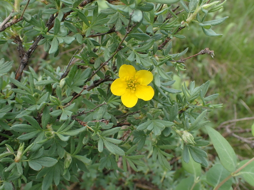 Dasiphora fruticosa