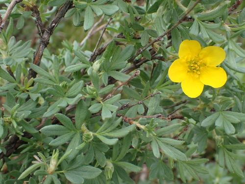 Dasiphora fruticosa