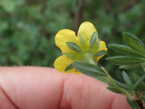 Dasiphora fruticosa