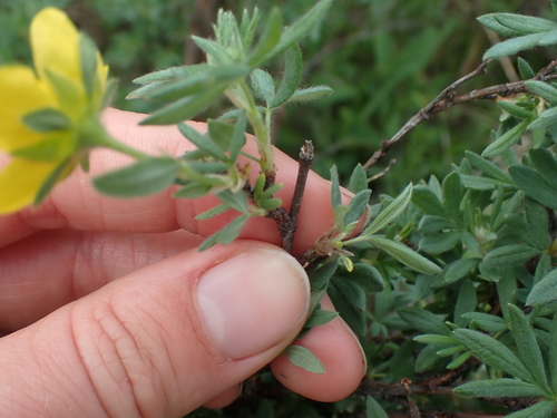 Dasiphora fruticosa