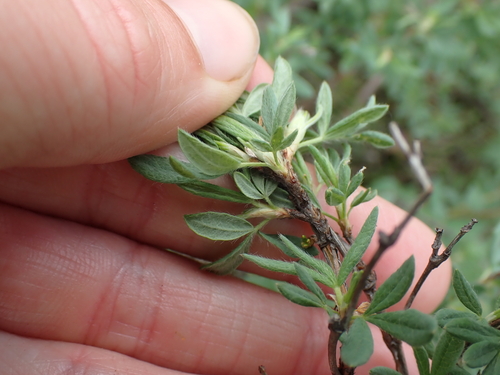 Dasiphora fruticosa