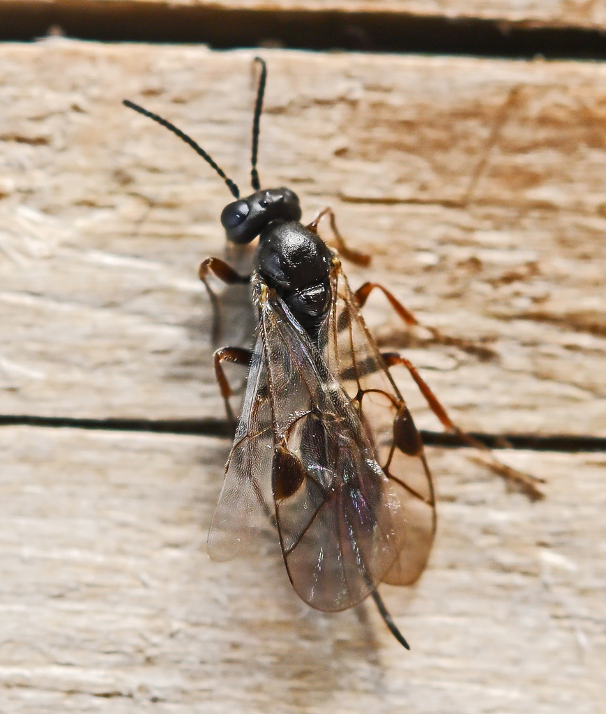 Phradis brevis