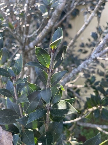 Osmanthus heterophyllus, photographed by an iNaturalist contributor