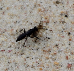 Priocnemis nitidiventris