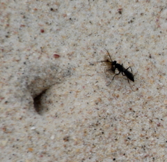 Priocnemis nitidiventris