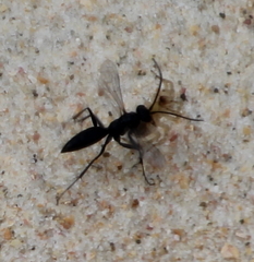 Priocnemis nitidiventris