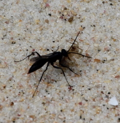 Priocnemis nitidiventris