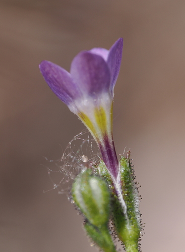 Image of Gilia modocensis by (c) Henrik Kibak, some rights reserved (CC BY)