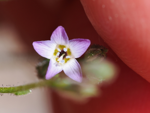 Image of Gilia modocensis by (c) Henrik Kibak, some rights reserved (CC BY)