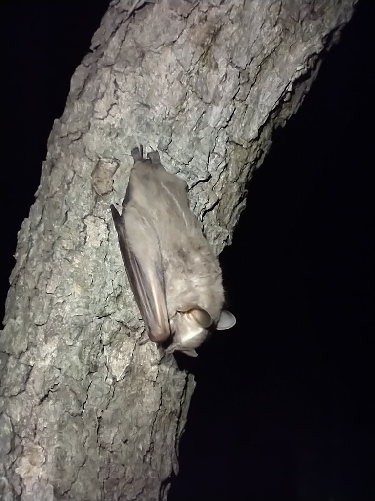 Mexican Big-eyed Bat