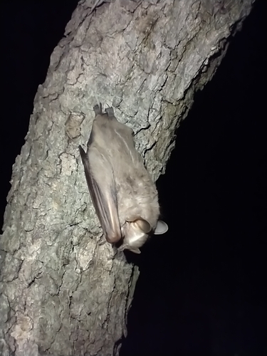 Mexican Big-eyed Bat
