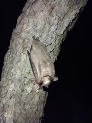 Mexican Big-Eyed Bat photo 3
