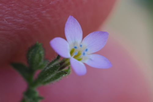 Image of Gilia modocensis by (c) Henrik Kibak, some rights reserved (CC BY)