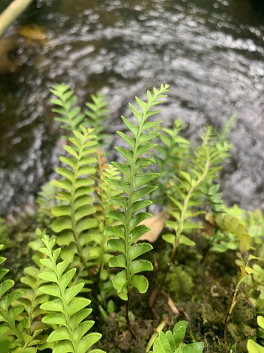Osmolindsaea japonica iNat (1)