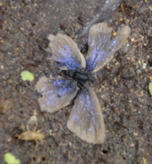 Zizina otis labradus