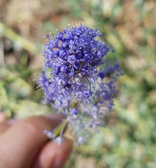 Ceanothus parvifolius