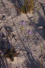 Euphrasia collina