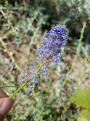 Ceanothus parvifolius