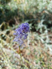 Ceanothus parvifolius