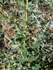 Ceanothus parvifolius
