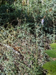 Ceanothus parvifolius