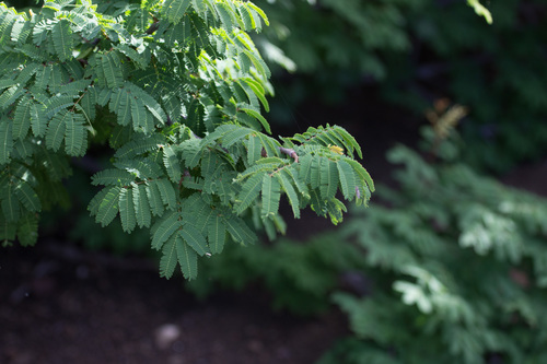 Libidibia coriaria, photograph 3