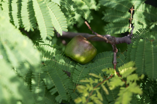 Libidibia coriaria, photograph 5
