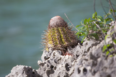 Melocactus macracanthos