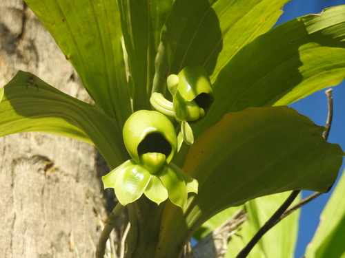 Catasetum pendulum, photograph 5
