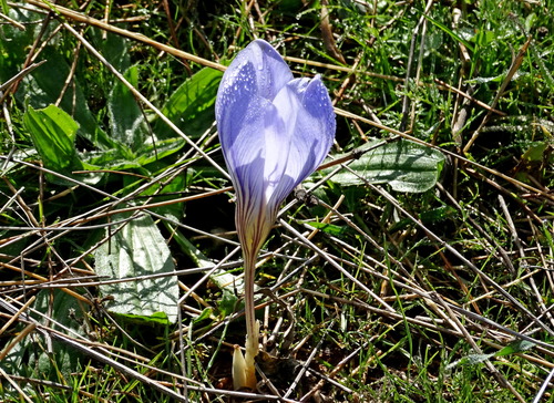 Crocus mazziaricus, photograph 6
