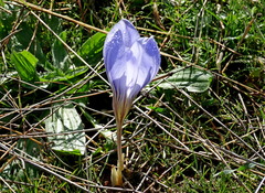 Crocus cancellatus mazziaricus