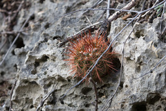 Melocactus macracanthos