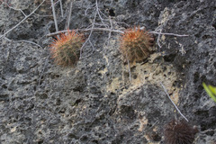 Melocactus macracanthos